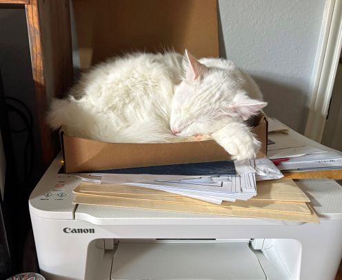 Prince on Printer.jpg